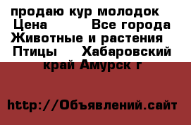 продаю кур молодок. › Цена ­ 320 - Все города Животные и растения » Птицы   . Хабаровский край,Амурск г.